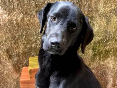 Cachorro raça SRD-ViraLata idade 7 a 11 meses nome Marley 