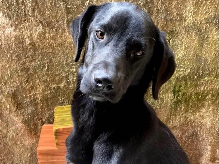 Cachorro ra a SRD-ViraLata idade 7 a 11 meses nome Marley 