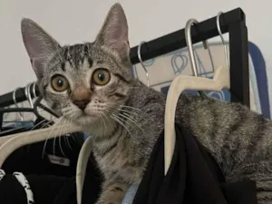 Gato raça SRD-ViraLata idade 2 a 6 meses nome Lana 