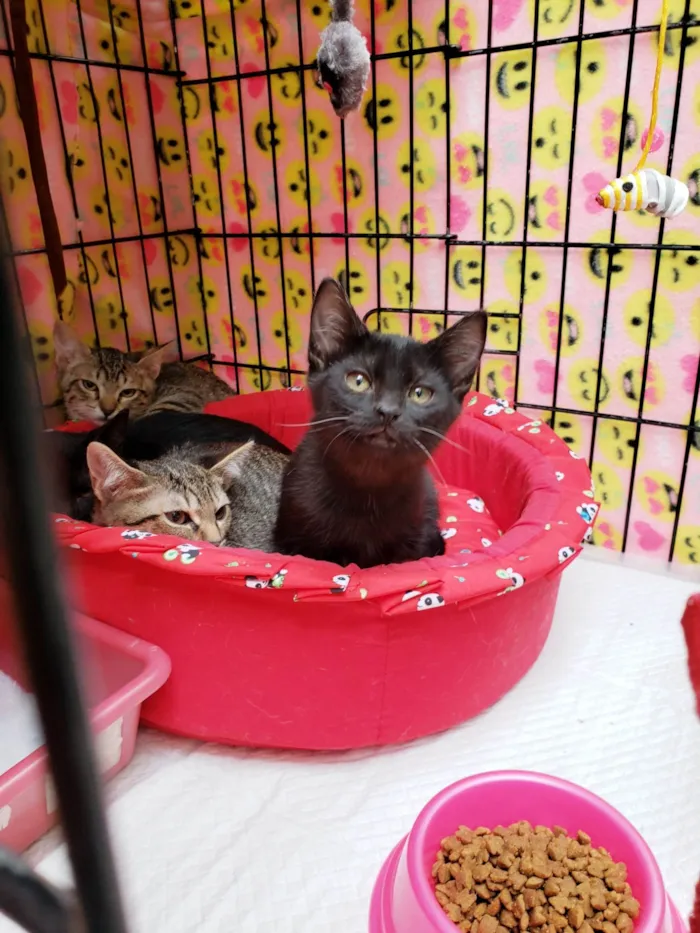 Gato ra a SRD-ViraLata idade 2 a 6 meses nome Família X-men