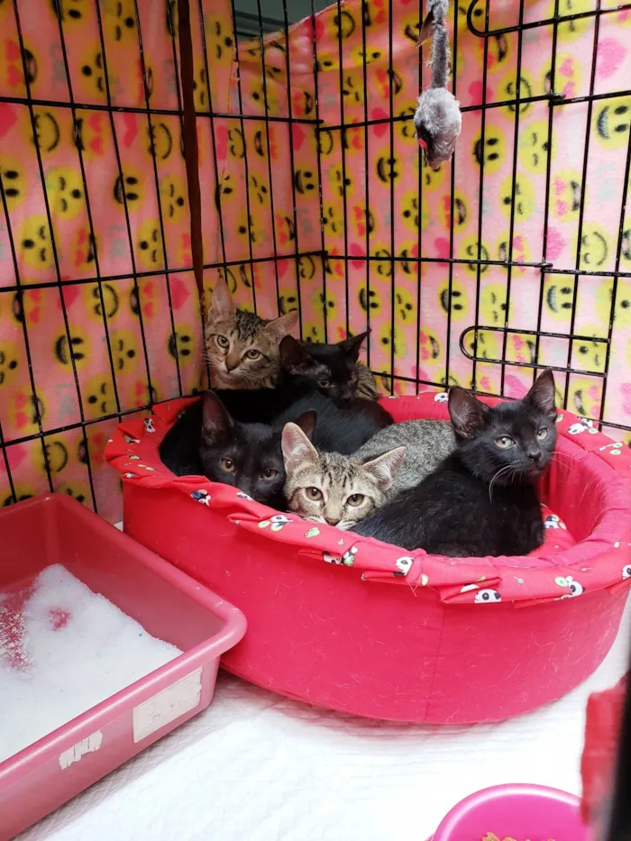 Gato ra a SRD-ViraLata idade 2 a 6 meses nome Família X-men