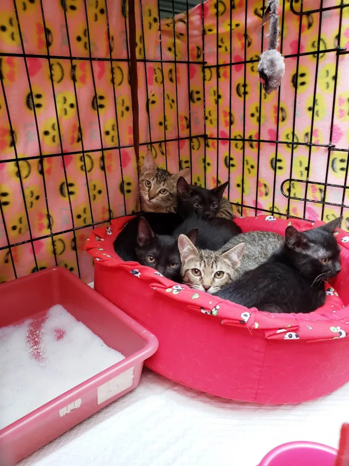 Gato ra a SRD-ViraLata idade 2 a 6 meses nome Família X-men