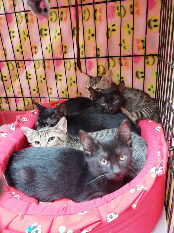 Gato ra a SRD-ViraLata idade 2 a 6 meses nome Família X-men