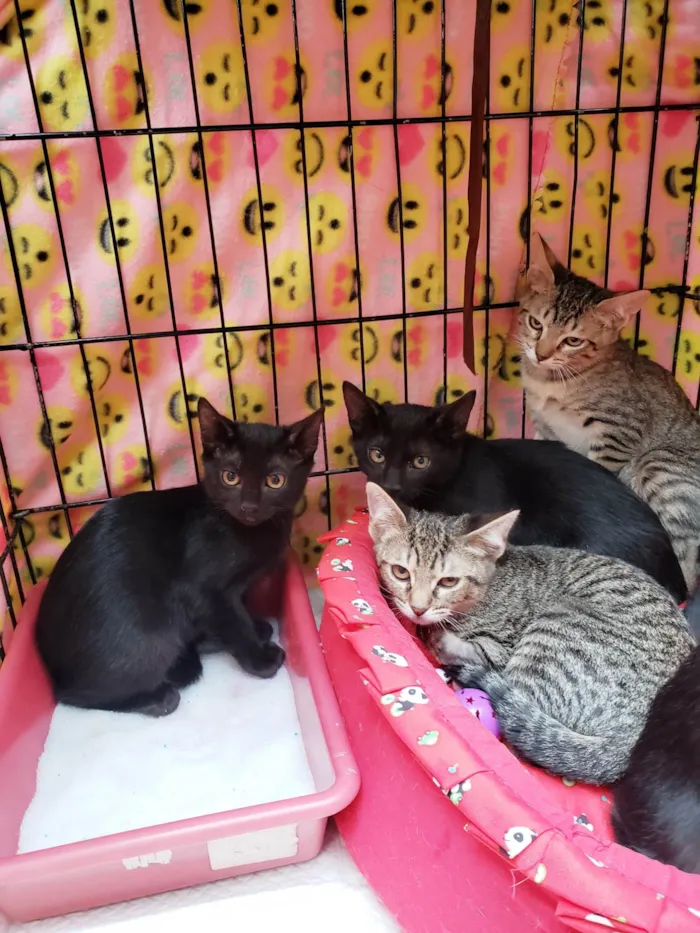 Gato ra a SRD-ViraLata idade 2 a 6 meses nome Família X-men