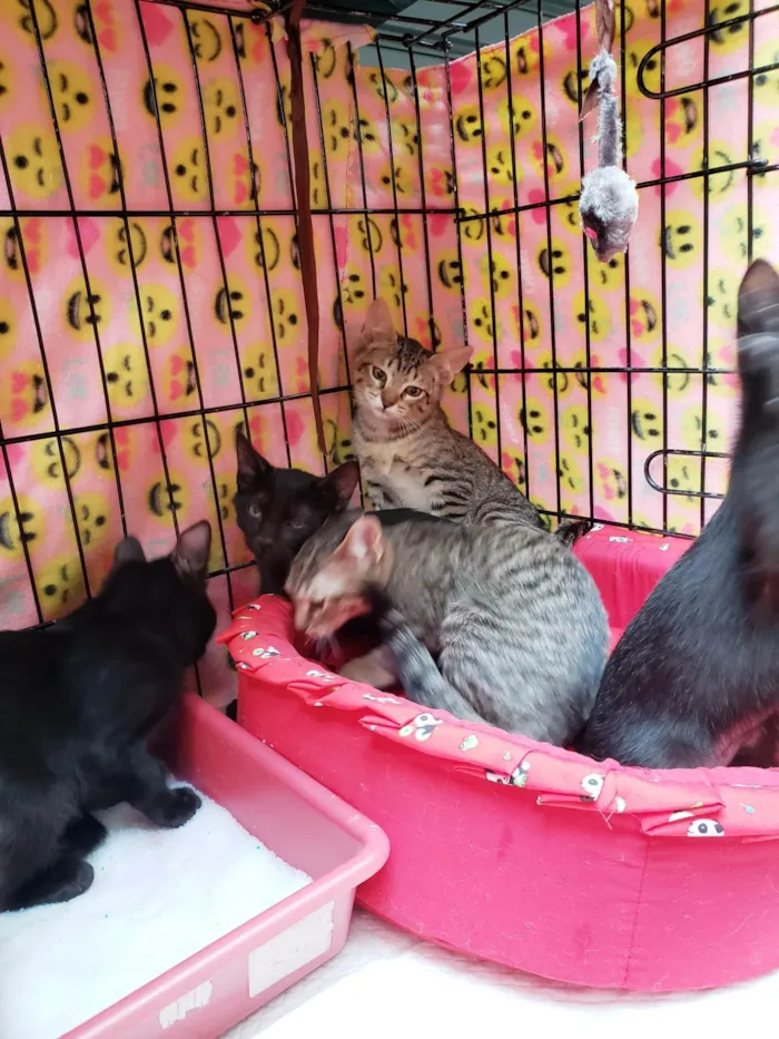 Gato ra a SRD-ViraLata idade 2 a 6 meses nome Família X-men