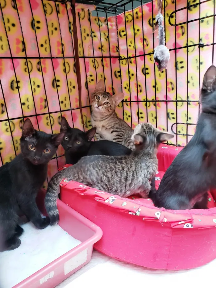 Gato ra a SRD-ViraLata idade 2 a 6 meses nome Família X-men