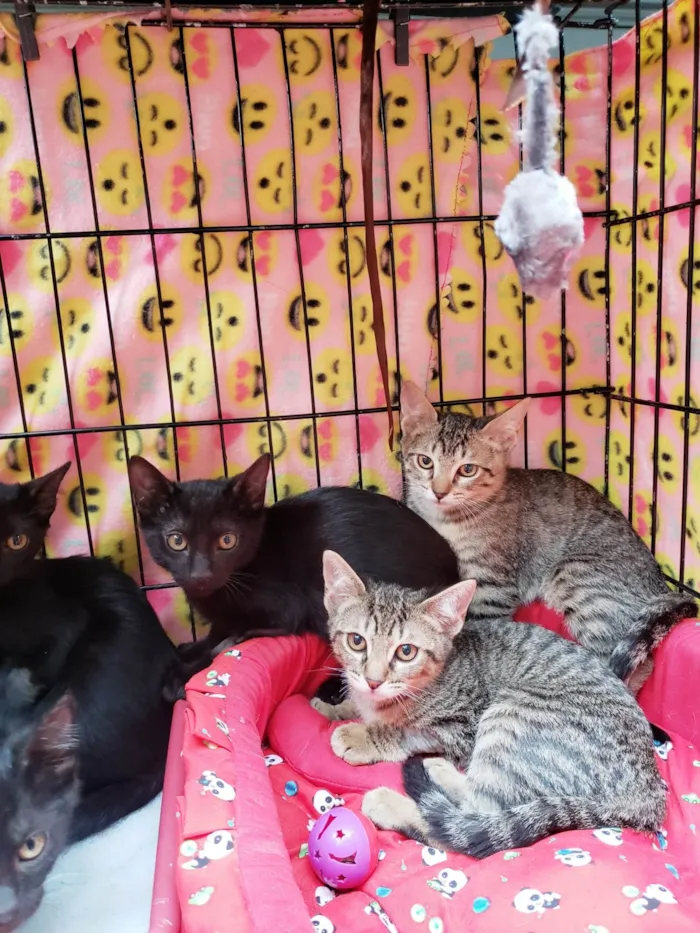 Gato ra a SRD-ViraLata idade 2 a 6 meses nome Família X-men