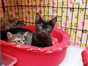 Gato raça SRD-ViraLata idade 2 a 6 meses nome Família X-men