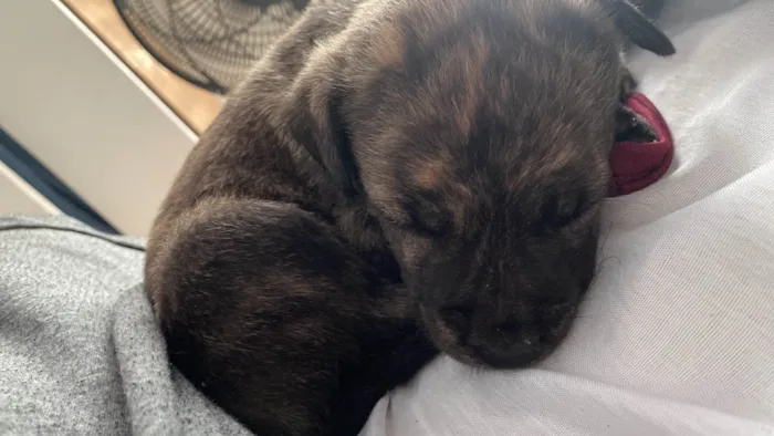 Cachorro ra a SRD-ViraLata idade Abaixo de 2 meses nome Sem nome 