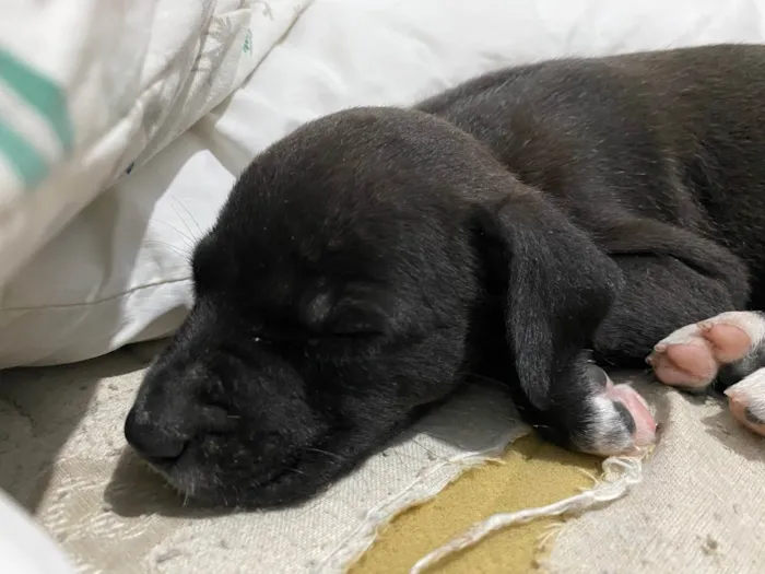 Cachorro ra a SRD-ViraLata idade Abaixo de 2 meses nome Sem nome 