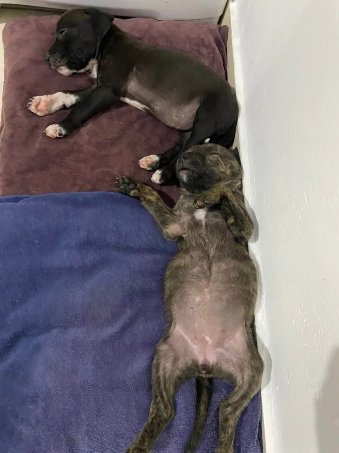 Cachorro ra a SRD-ViraLata idade Abaixo de 2 meses nome Sem nome 