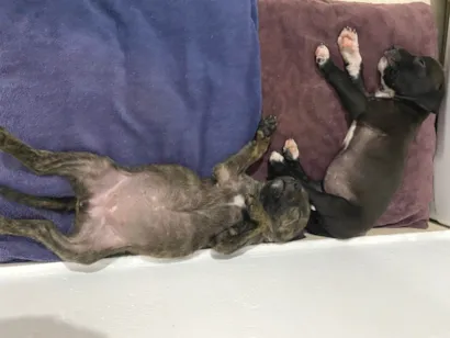 Cachorro raça SRD-ViraLata idade Abaixo de 2 meses nome Sem nome 