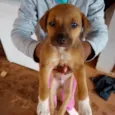 Simba