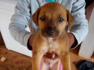 Cachorro raça SRD-ViraLata idade Abaixo de 2 meses nome Simba