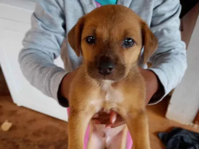 Cachorro raça SRD-ViraLata idade Abaixo de 2 meses nome Simba