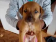 Simba