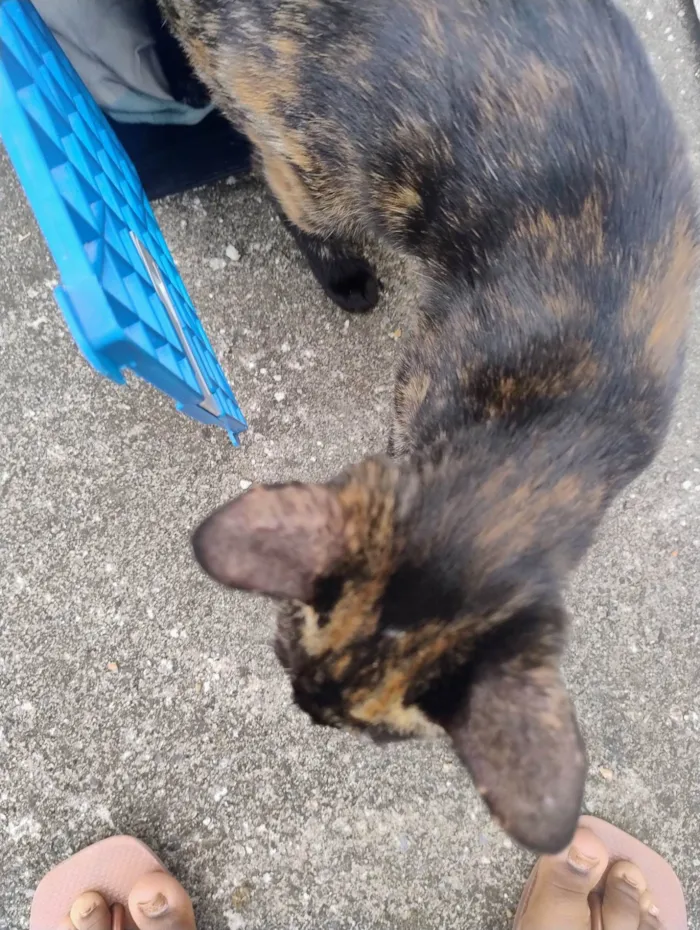 Gato ra a SRD-ViraLata idade 2 a 6 meses nome Sem nome 