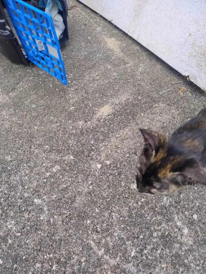 Gato ra a SRD-ViraLata idade 2 a 6 meses nome Sem nome 
