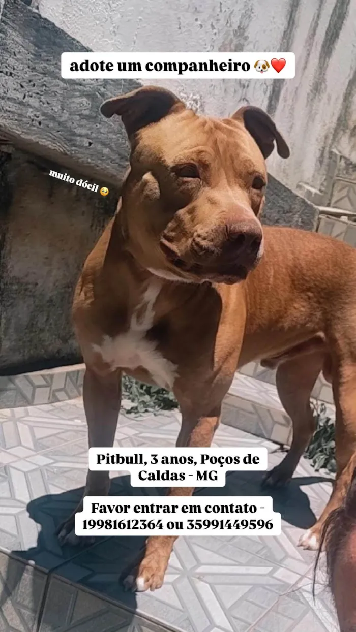 Cachorro ra a Pit-Bull idade 3 anos nome Jack