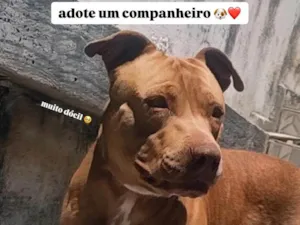 Cachorro raça Pit-Bull idade 3 anos nome Jack