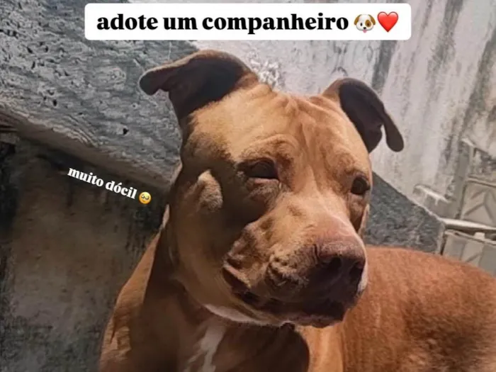Cachorro ra a Pit-Bull idade 3 anos nome Jack