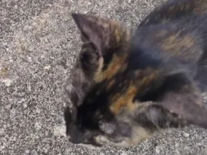 Gato raça SRD-ViraLata idade 2 a 6 meses nome Sem nome 