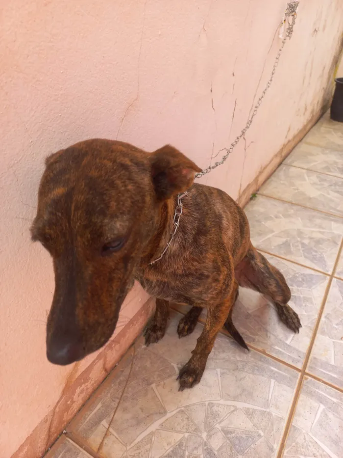 Cachorro ra a Dobermann idade 1 ano nome Sol 