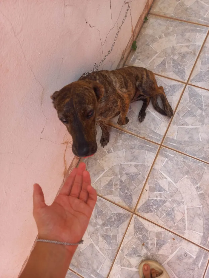 Cachorro ra a Dobermann idade 1 ano nome Sol 