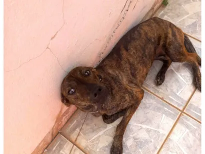 Cachorro raça Dobermann idade 1 ano nome Sol 
