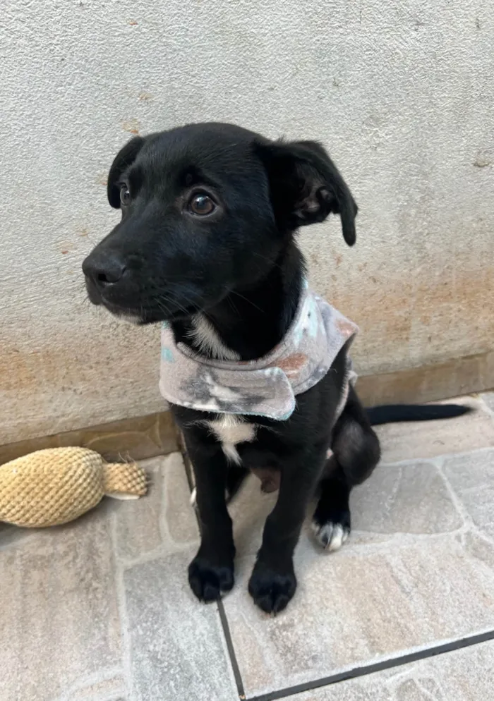 Cachorro ra a SRD-ViraLata idade 2 a 6 meses nome João