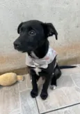 João