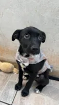João