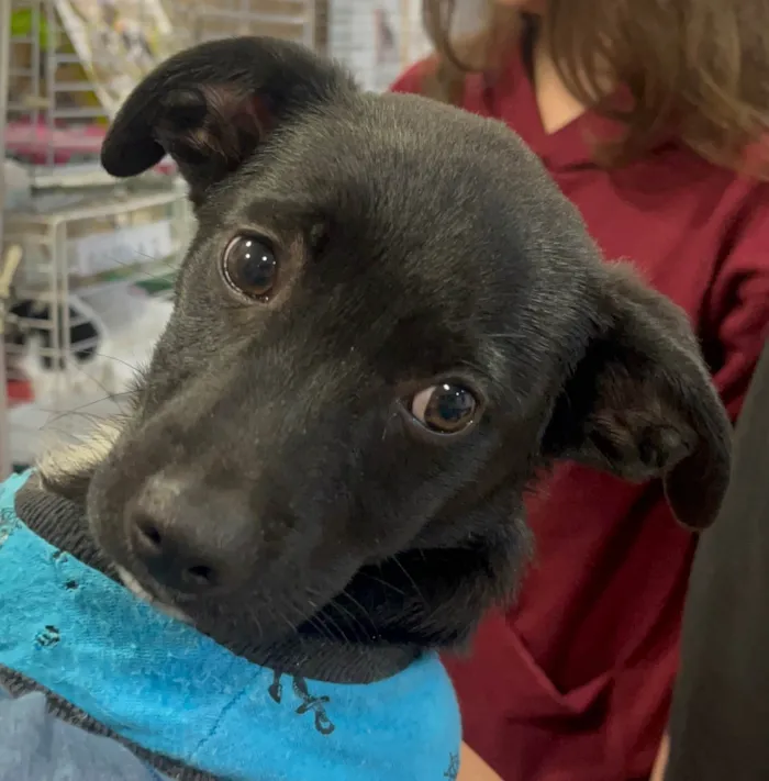 Cachorro ra a SRD-ViraLata idade 2 a 6 meses nome João