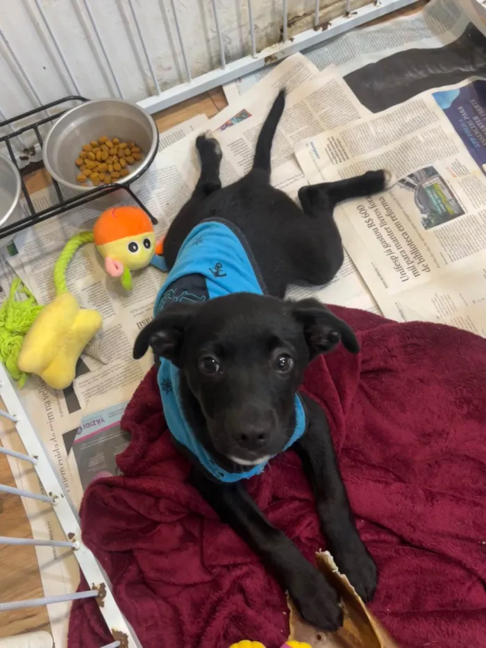 Cachorro ra a SRD-ViraLata idade 2 a 6 meses nome João