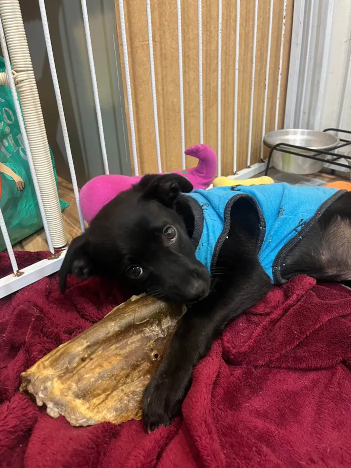 Cachorro ra a SRD-ViraLata idade 2 a 6 meses nome João
