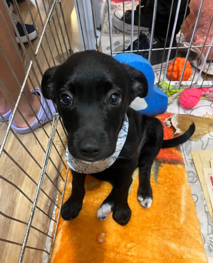 Cachorro ra a SRD-ViraLata idade 2 a 6 meses nome João