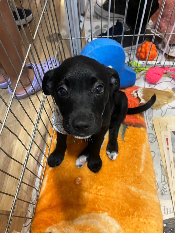 Cachorro ra a SRD-ViraLata idade 2 a 6 meses nome João