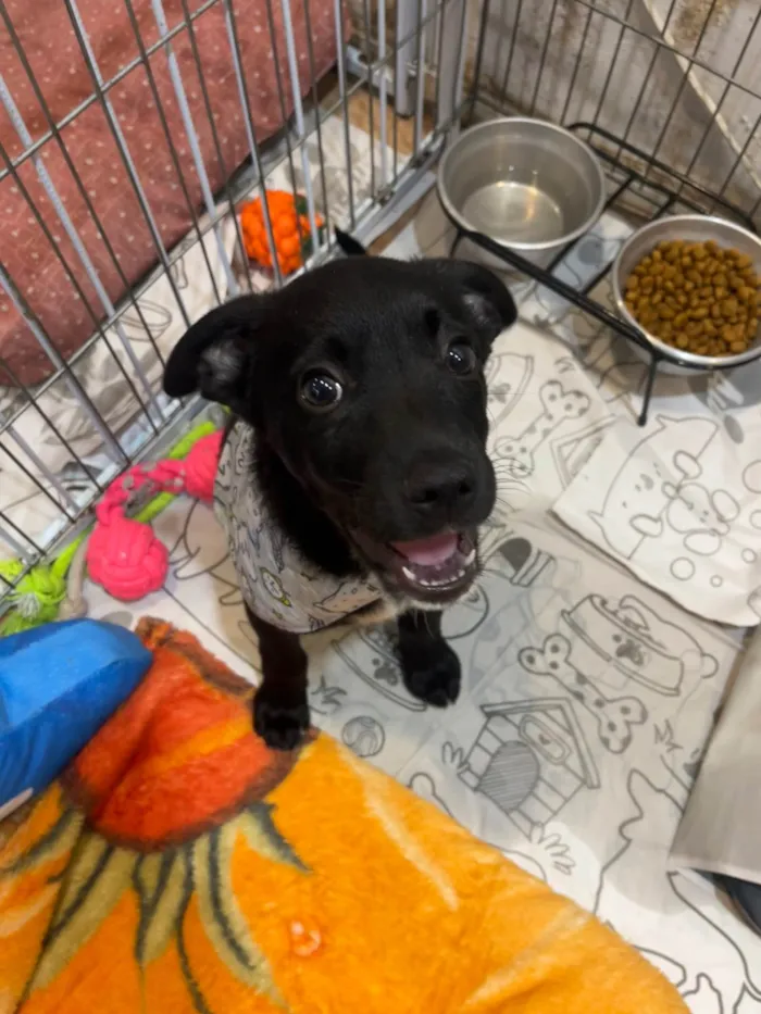 Cachorro ra a SRD-ViraLata idade 2 a 6 meses nome João