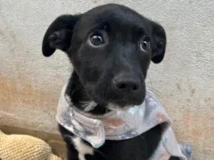 Cachorro raça SRD-ViraLata idade 2 a 6 meses nome João