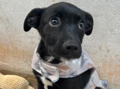 Cachorro raça SRD-ViraLata idade 2 a 6 meses nome João