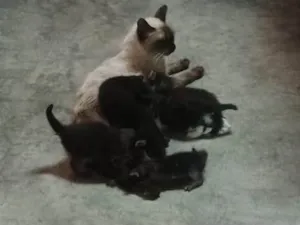 Gato raça SRD-ViraLata idade Abaixo de 2 meses nome Gatos