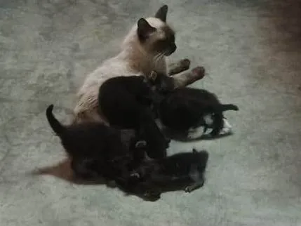 Gato ra a SRD-ViraLata idade Abaixo de 2 meses nome Gatos