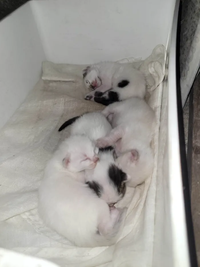 Gato ra a SRD-ViraLata idade Abaixo de 2 meses nome Linda ninhada de 1 mês 