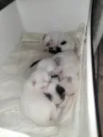 Linda ninhada de 1 mês