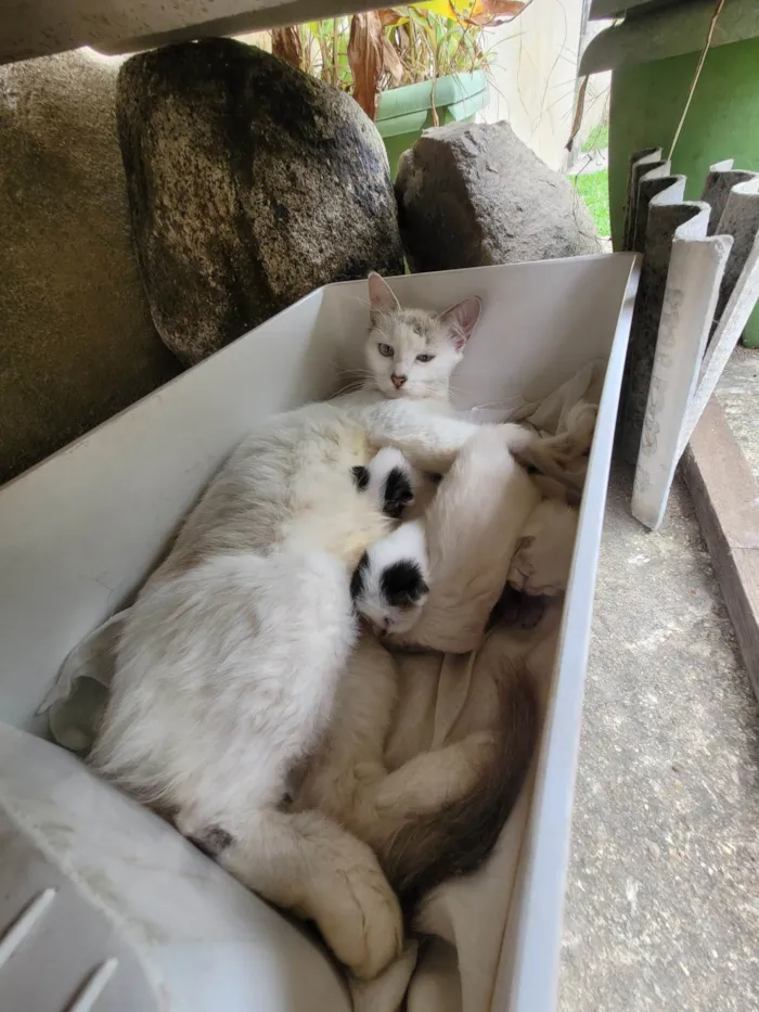 Gato ra a SRD-ViraLata idade Abaixo de 2 meses nome Linda ninhada de 1 mês 