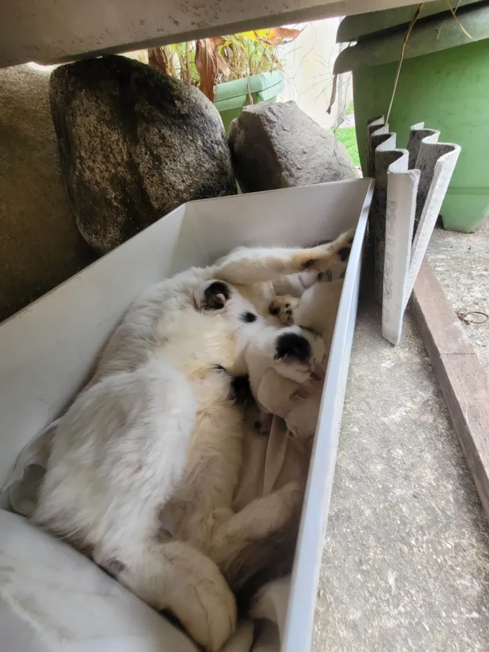 Gato ra a SRD-ViraLata idade Abaixo de 2 meses nome Linda ninhada de 1 mês 
