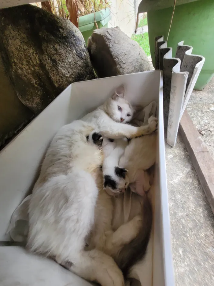 Gato ra a SRD-ViraLata idade Abaixo de 2 meses nome Linda ninhada de 1 mês 