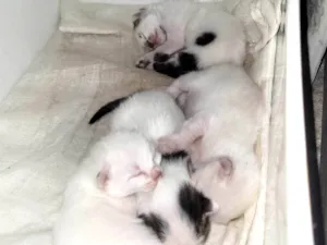 Gato raça SRD-ViraLata idade Abaixo de 2 meses nome Linda ninhada de 1 mês 