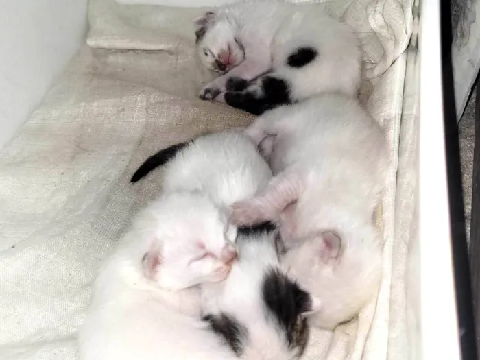 Gato ra a SRD-ViraLata idade Abaixo de 2 meses nome Linda ninhada de 1 mês 