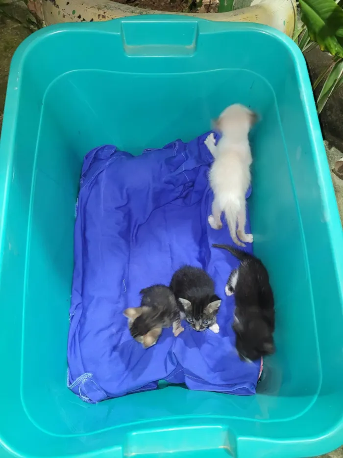 Gato ra a SRD-ViraLata idade Abaixo de 2 meses nome Ninhada de gatinhos 